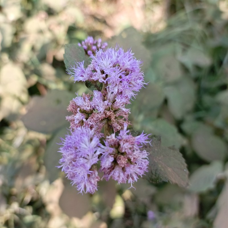 Bothriocline longipes photo 7