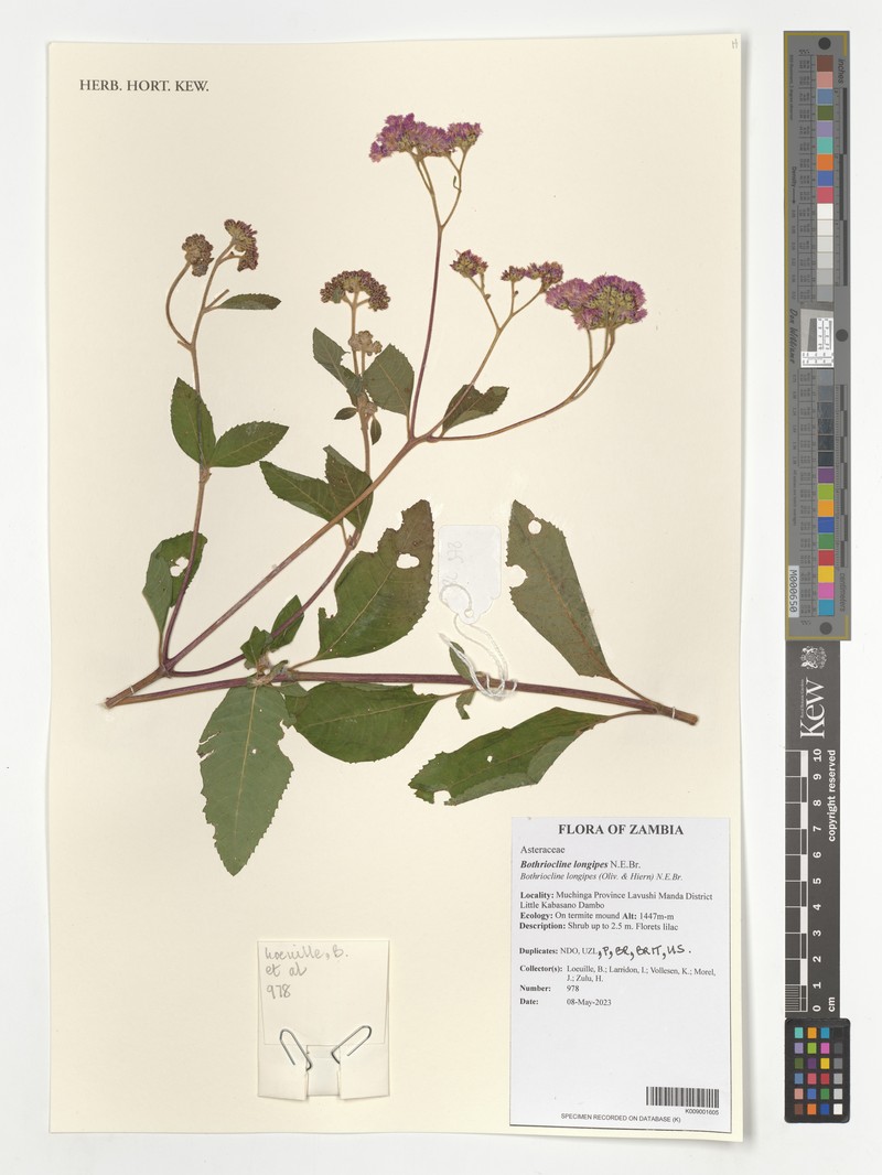 Bothriocline longipes photo 8