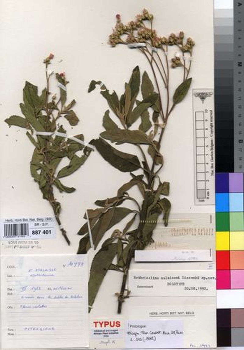 Bothriocline malaissei
