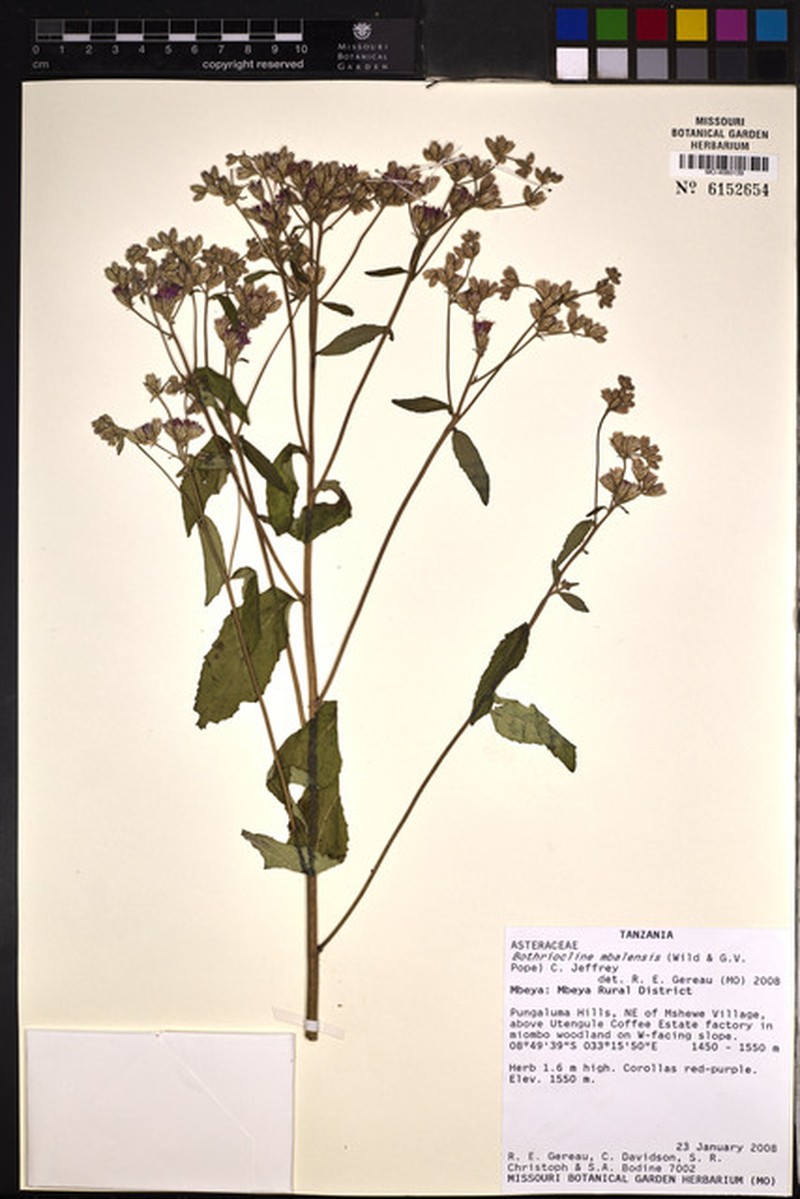 Bothriocline mbalensis