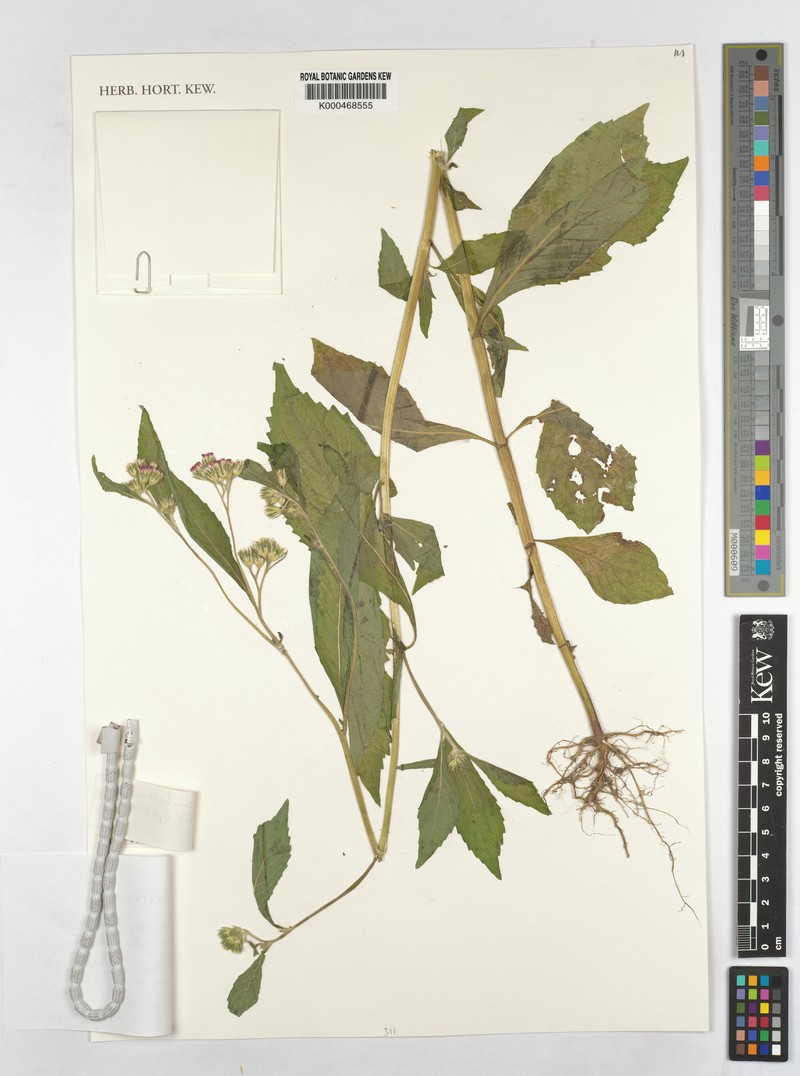 Bothriocline mbalensis photo 2
