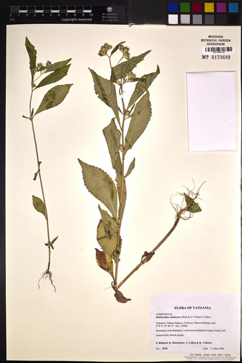 Bothriocline mbalensis photo 3