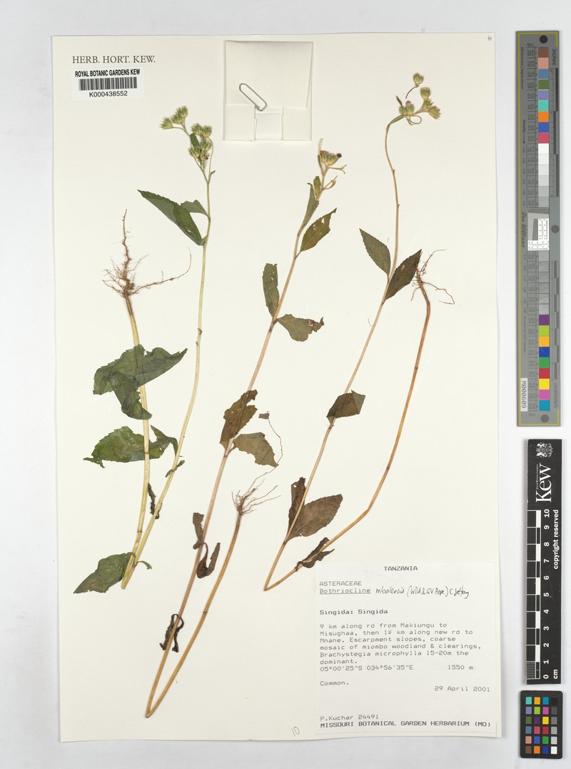 Bothriocline mbalensis photo 4