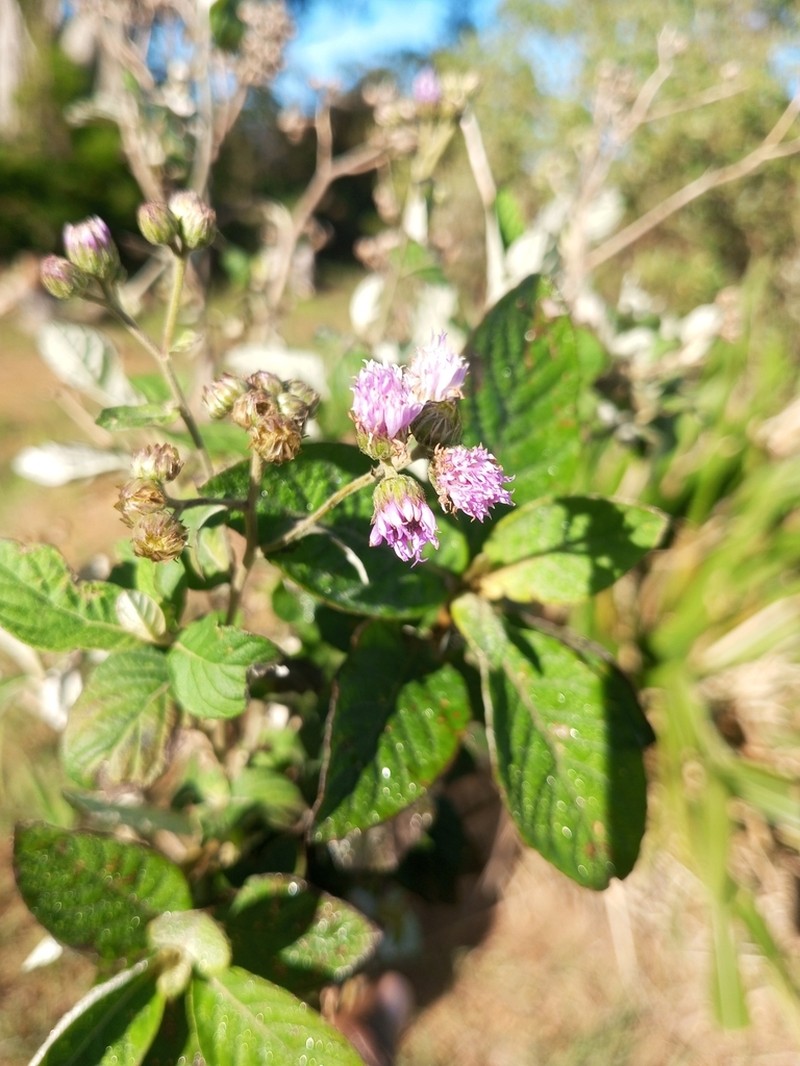 Bothriocline milanjiensis