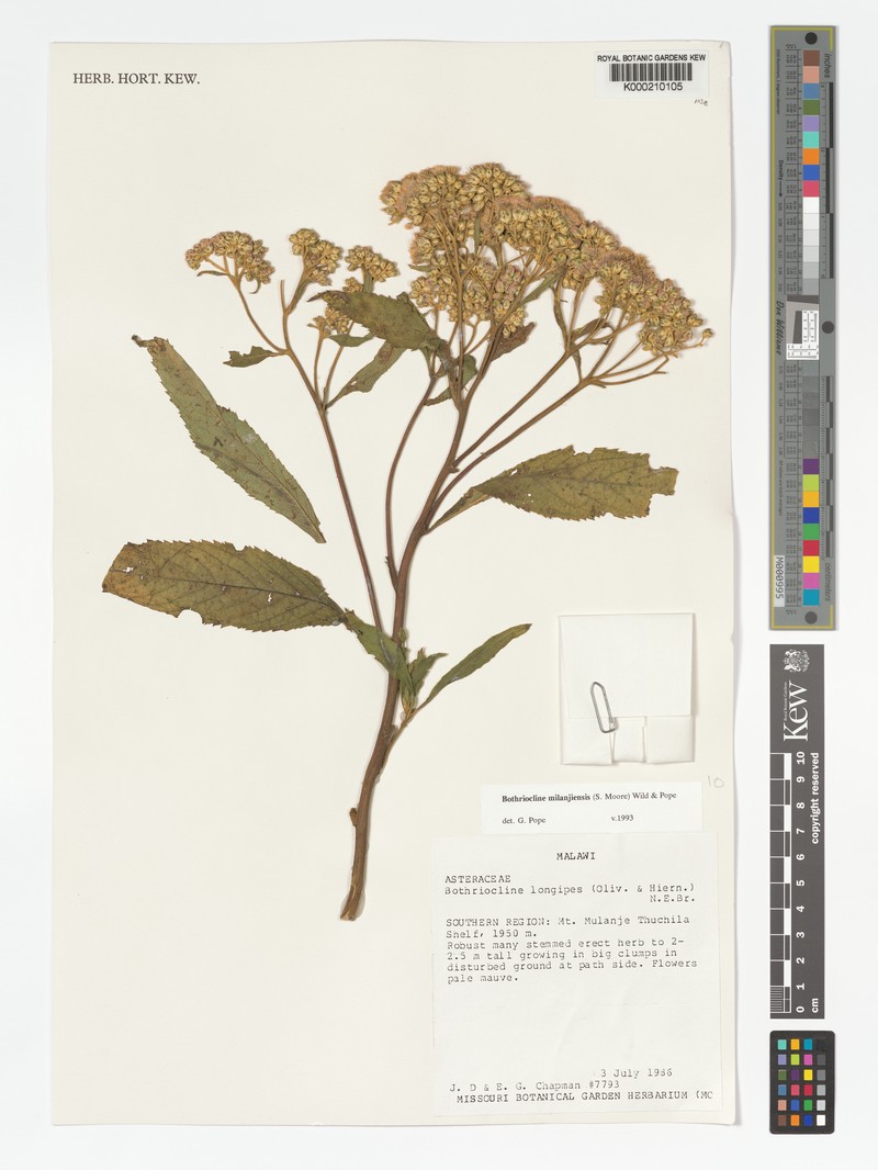 Bothriocline milanjiensis photo 2