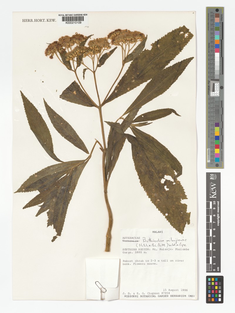 Bothriocline milanjiensis photo 3