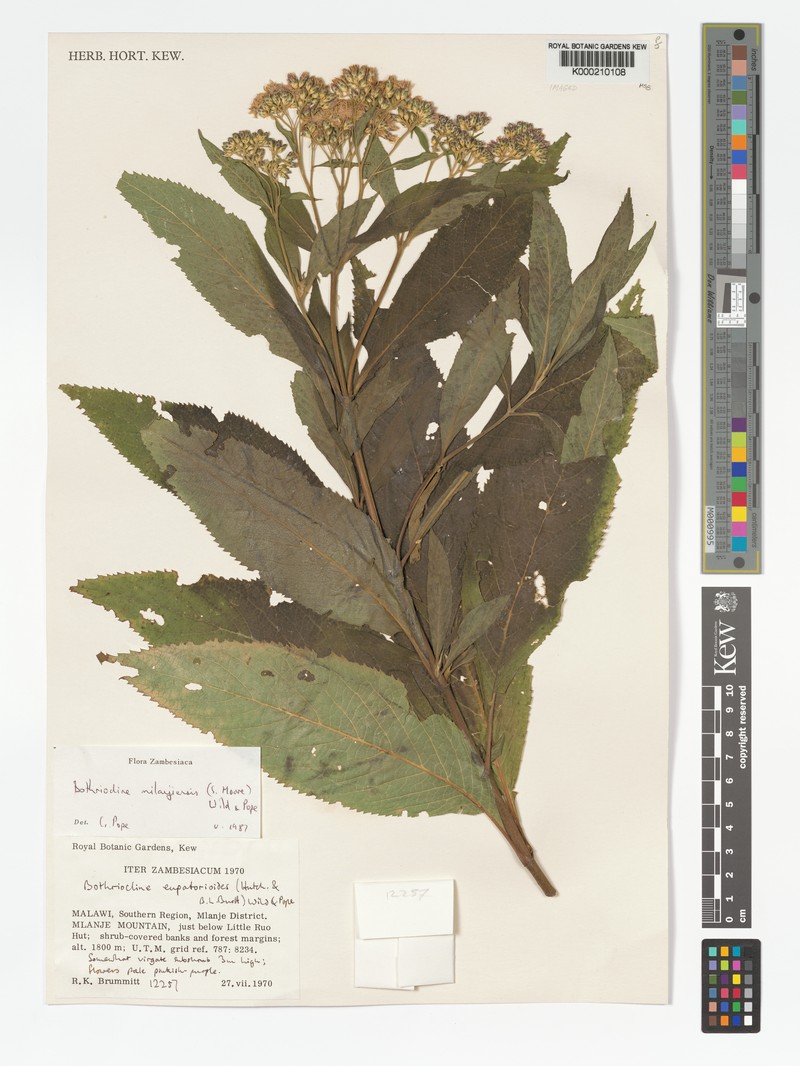 Bothriocline milanjiensis photo 4