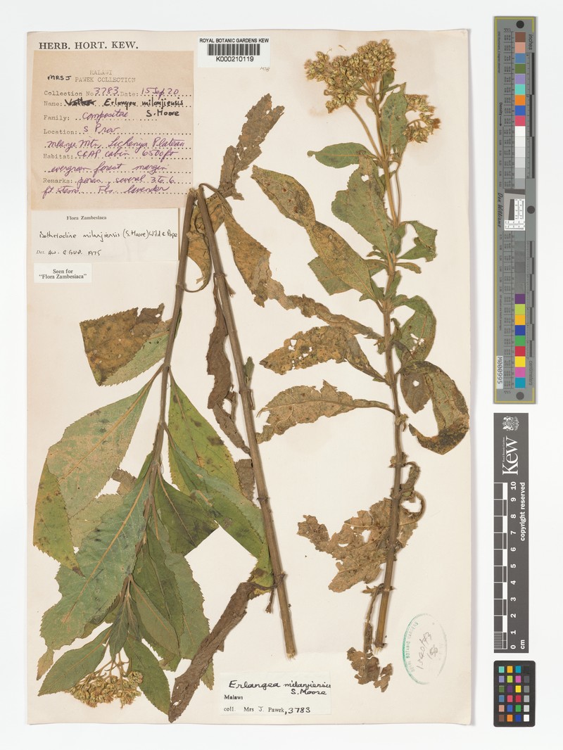 Bothriocline milanjiensis photo 5