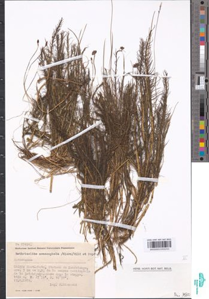 Bothriocline monocephala photo 2