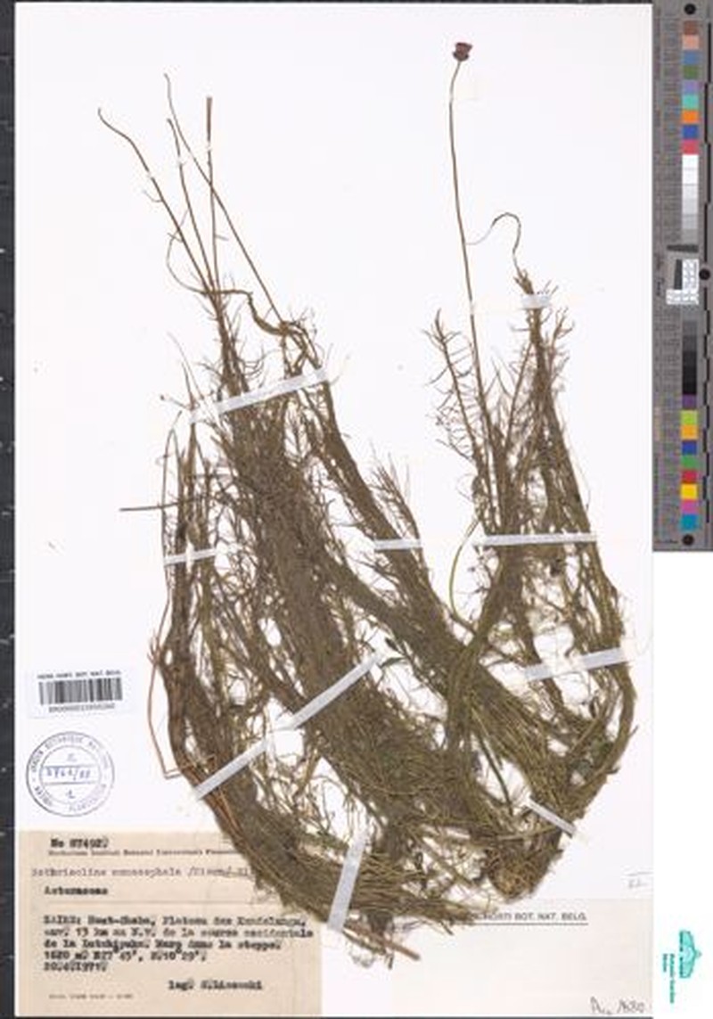 Bothriocline monocephala photo 3