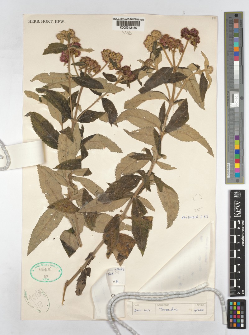 Bothriocline monticola