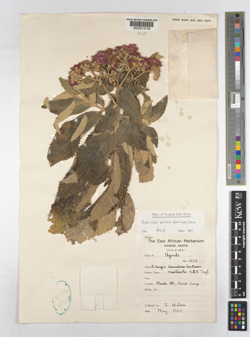 Bothriocline monticola photo 2