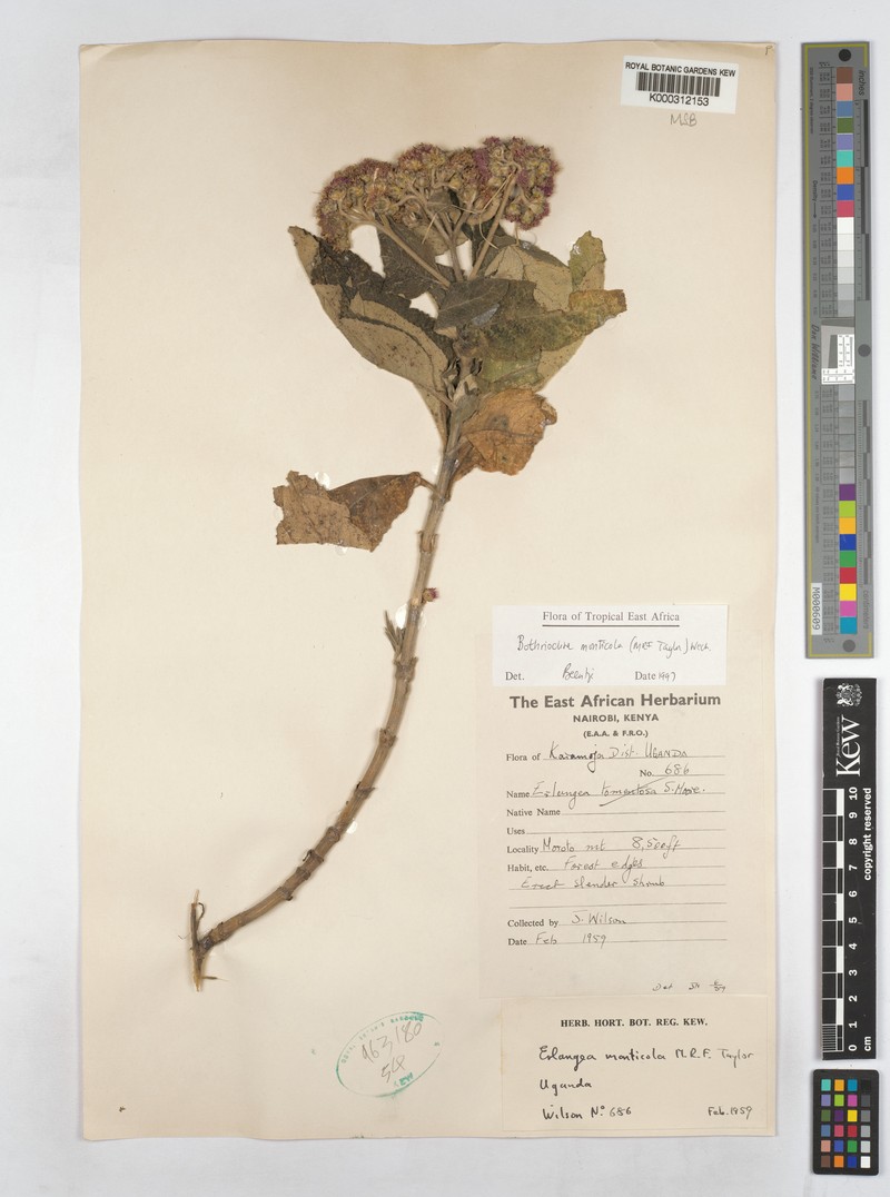 Bothriocline monticola photo 3