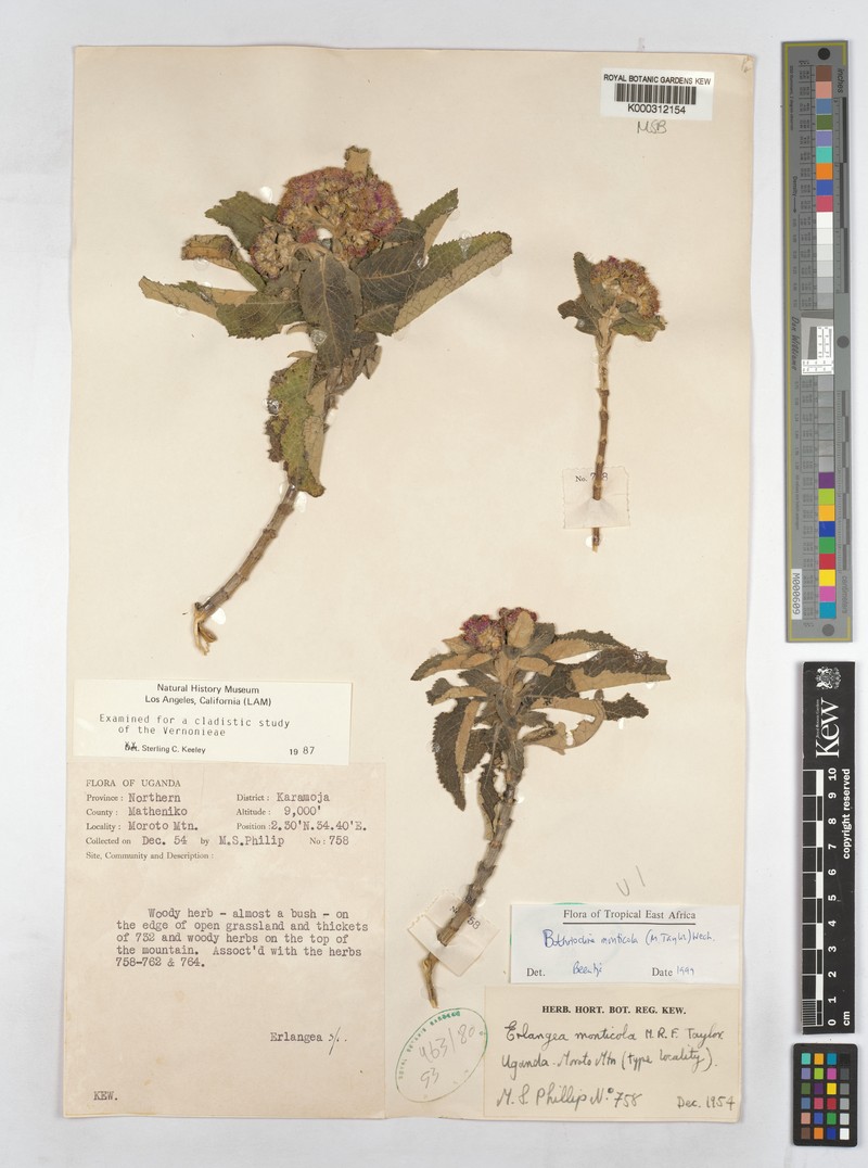 Bothriocline monticola photo 4