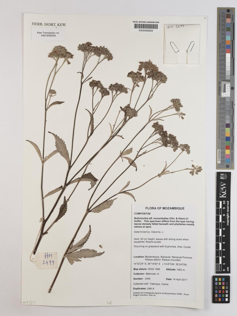 Bothriocline moramballae