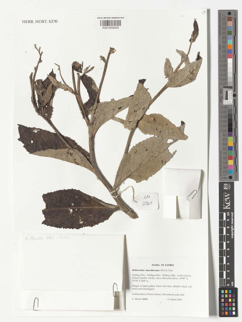 Bothriocline muschleriana