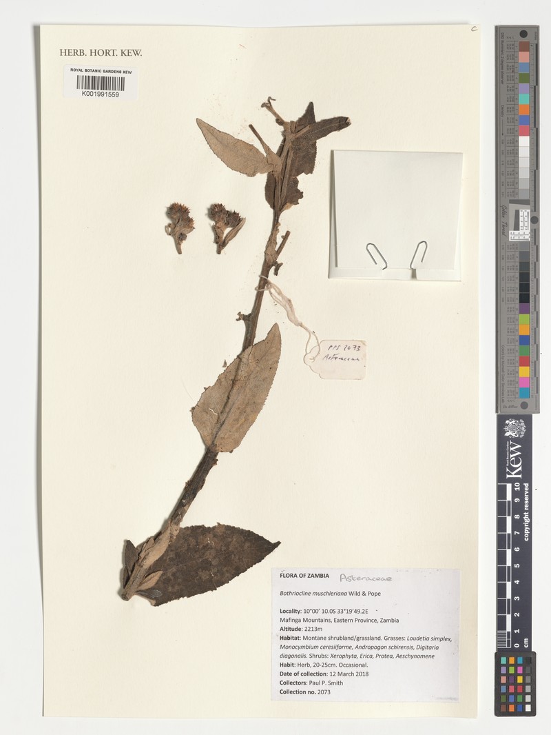 Bothriocline muschleriana photo 2