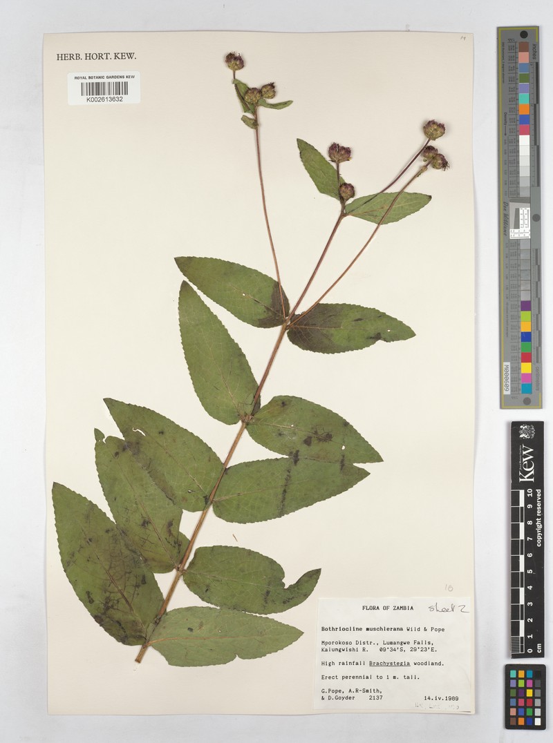 Bothriocline muschleriana photo 3
