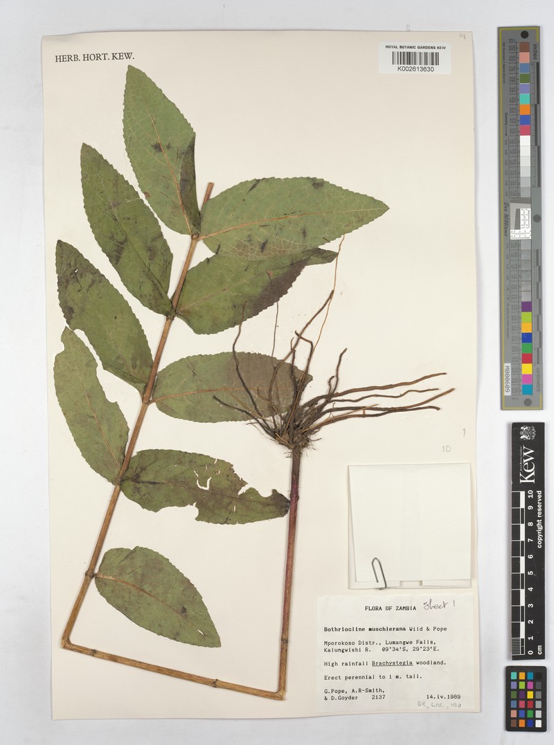 Bothriocline muschleriana photo 4