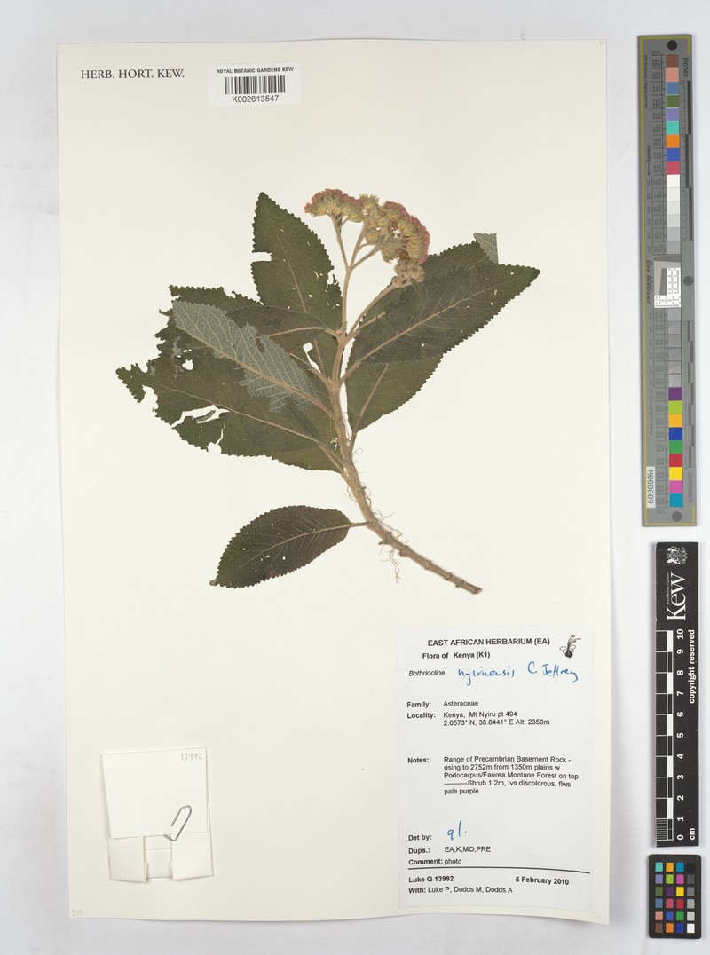 Bothriocline nyiruensis