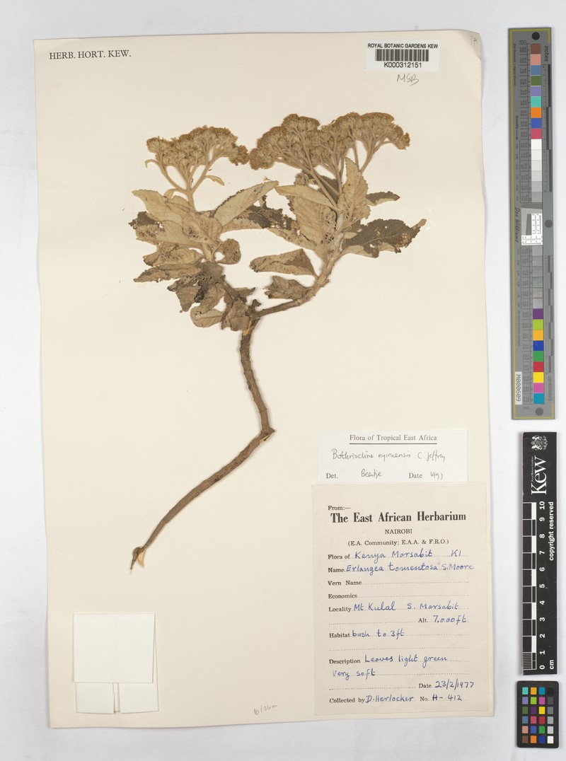 Bothriocline nyiruensis photo 2