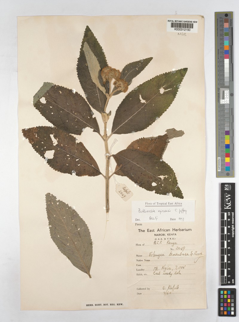 Bothriocline nyiruensis photo 3