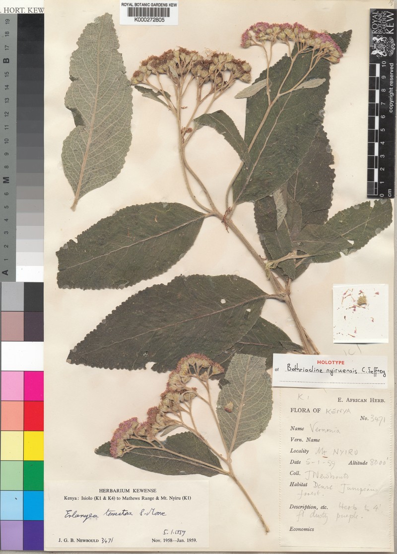 Bothriocline nyiruensis photo 4