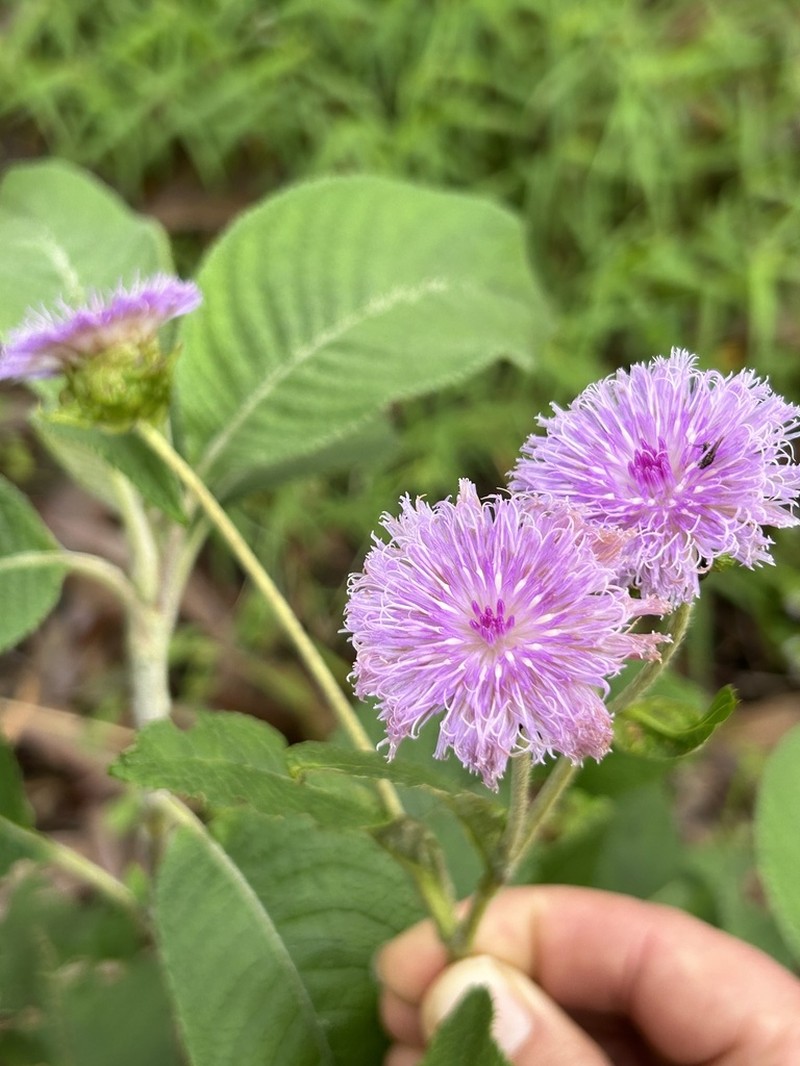 Bothriocline nyungwensis