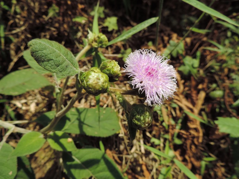 Bothriocline nyungwensis photo 2