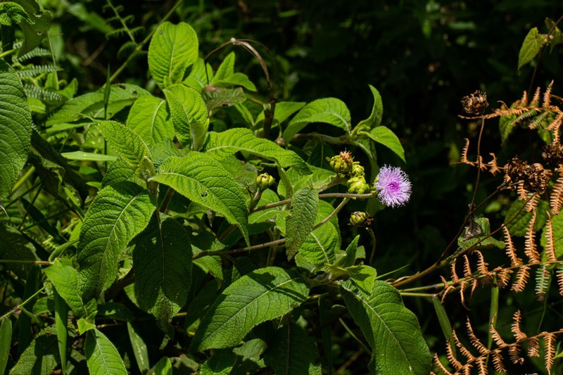 Bothriocline nyungwensis photo 3