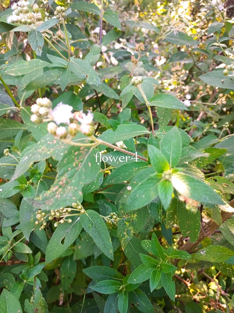 Bothriocline nyungwensis photo 4