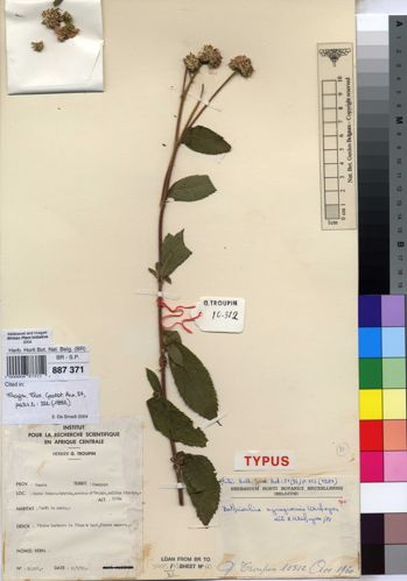 Bothriocline nyungwensis photo 6