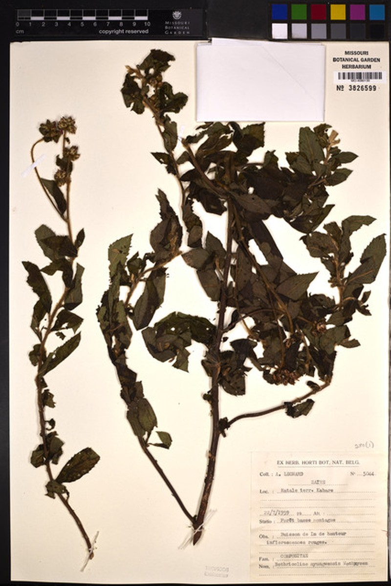 Bothriocline nyungwensis photo 7