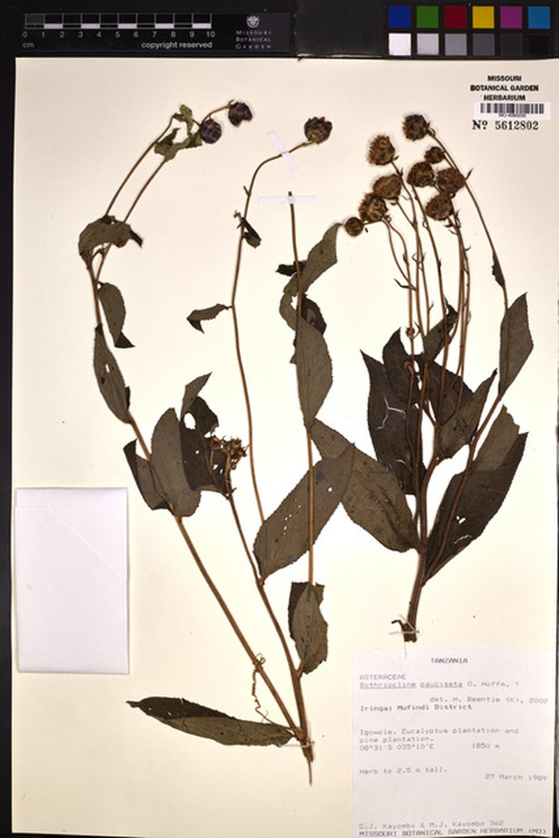 Bothriocline pauciseta