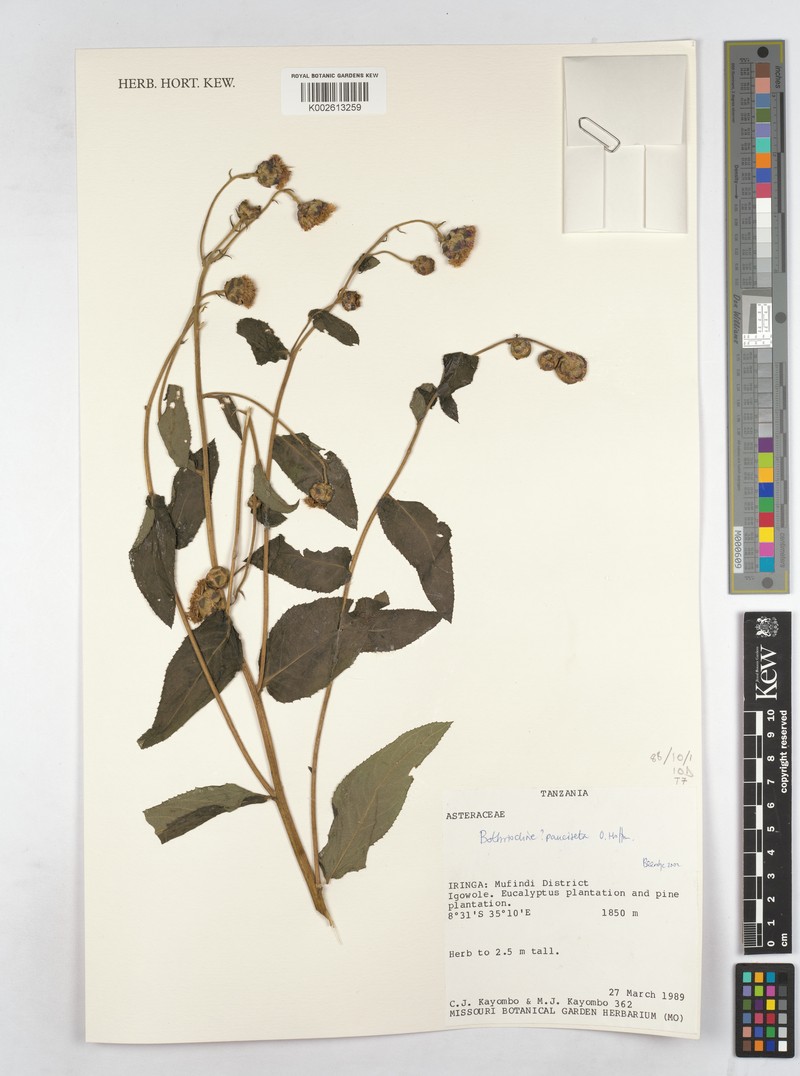 Bothriocline pauciseta photo 2