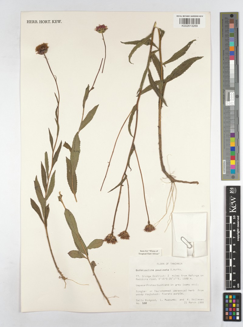 Bothriocline pauciseta photo 3