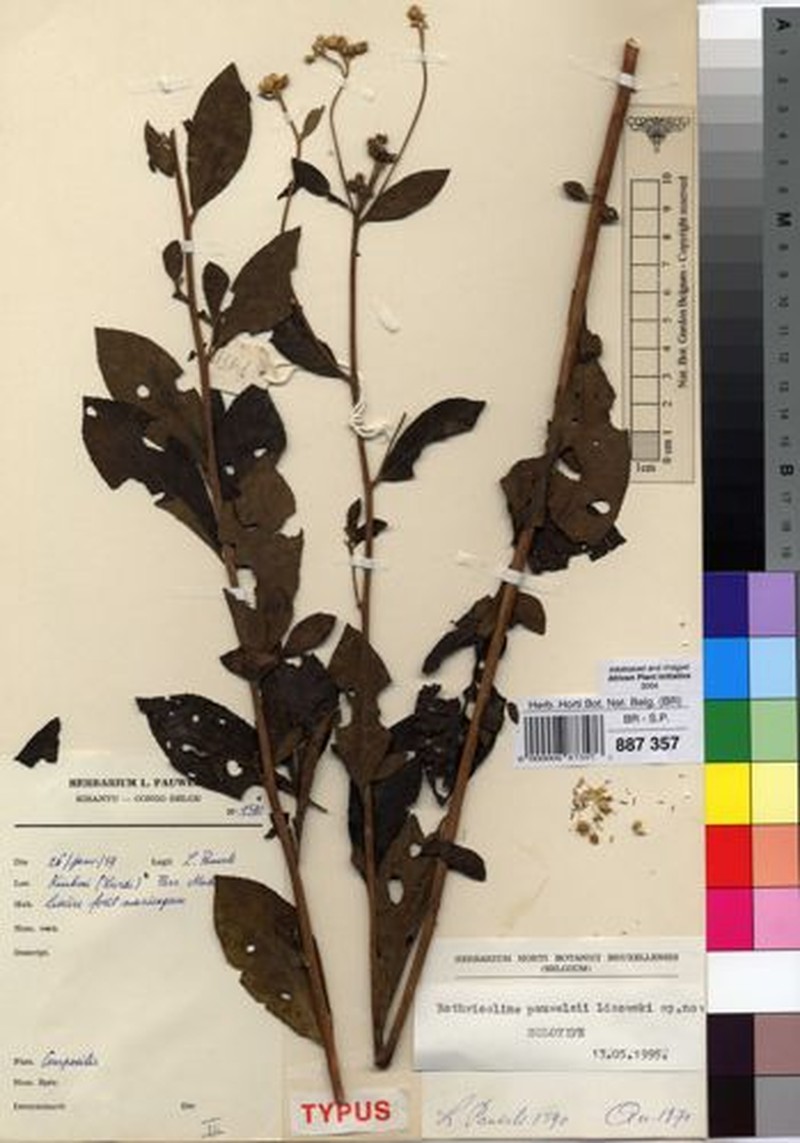 Bothriocline pauwelsii