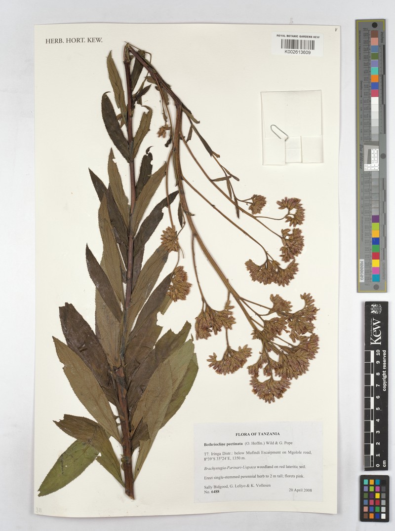 Bothriocline pectinata