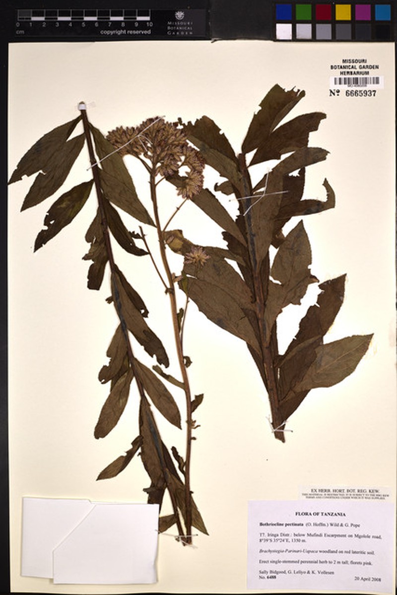 Bothriocline pectinata photo 2