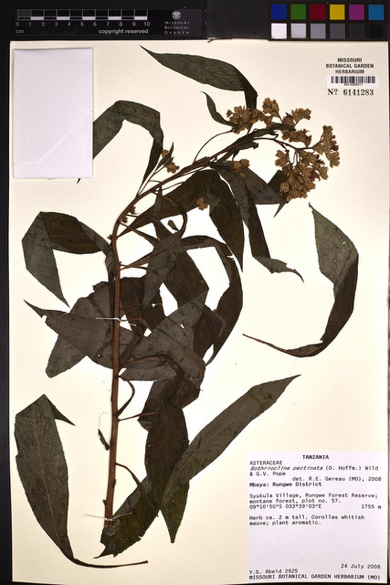 Bothriocline pectinata photo 3