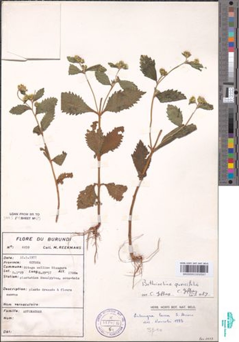 Bothriocline quercifolia