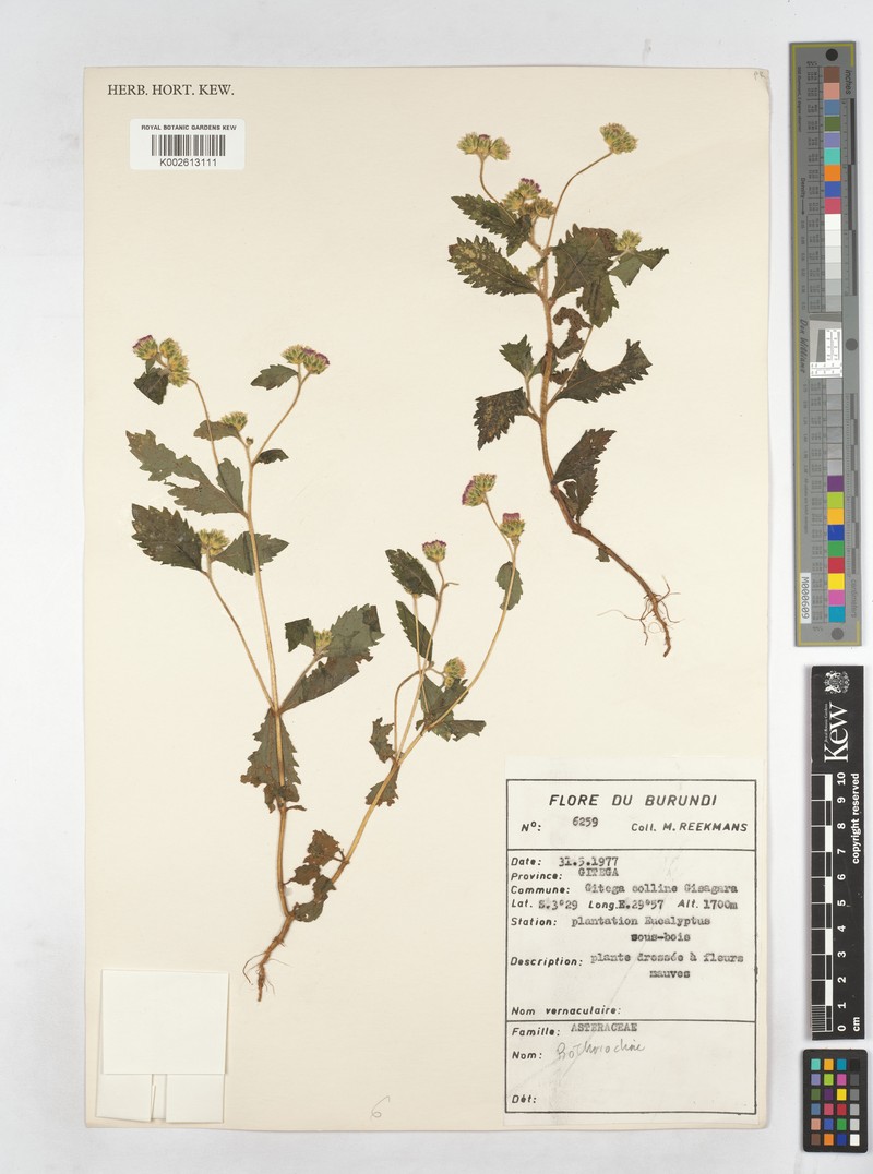 Bothriocline quercifolia photo 2