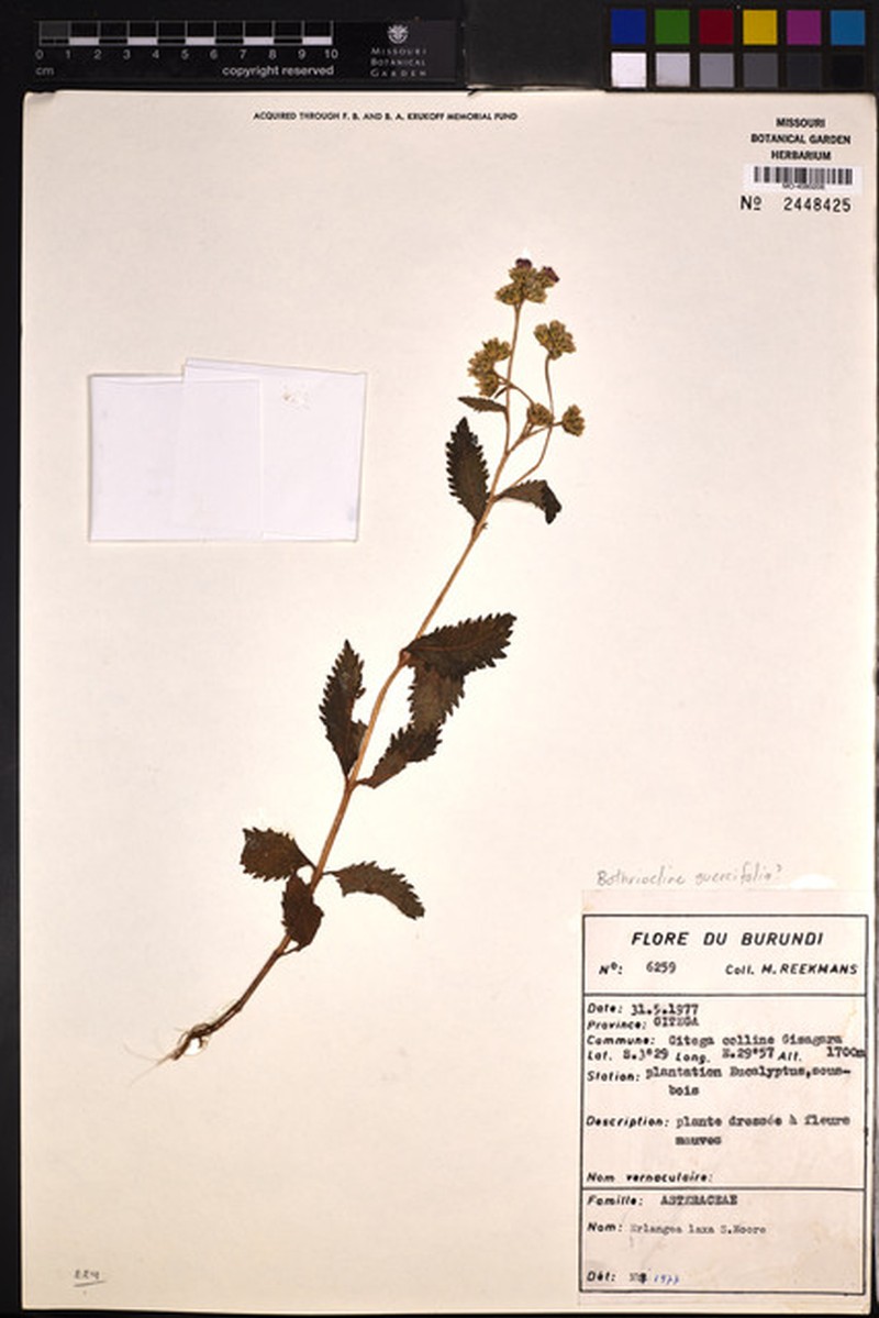 Bothriocline quercifolia photo 3