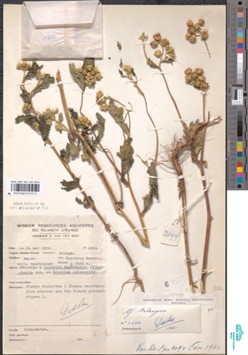 Bothriocline quercifolia photo 4