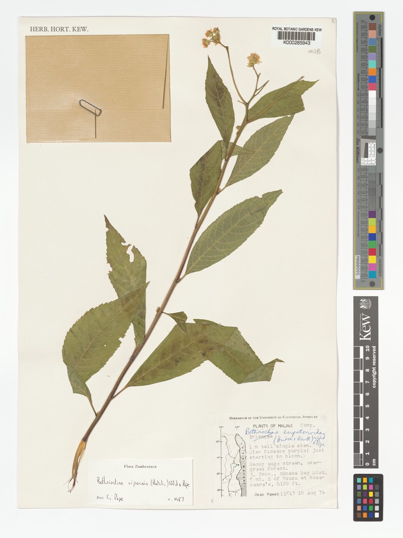 Bothriocline ripensis
