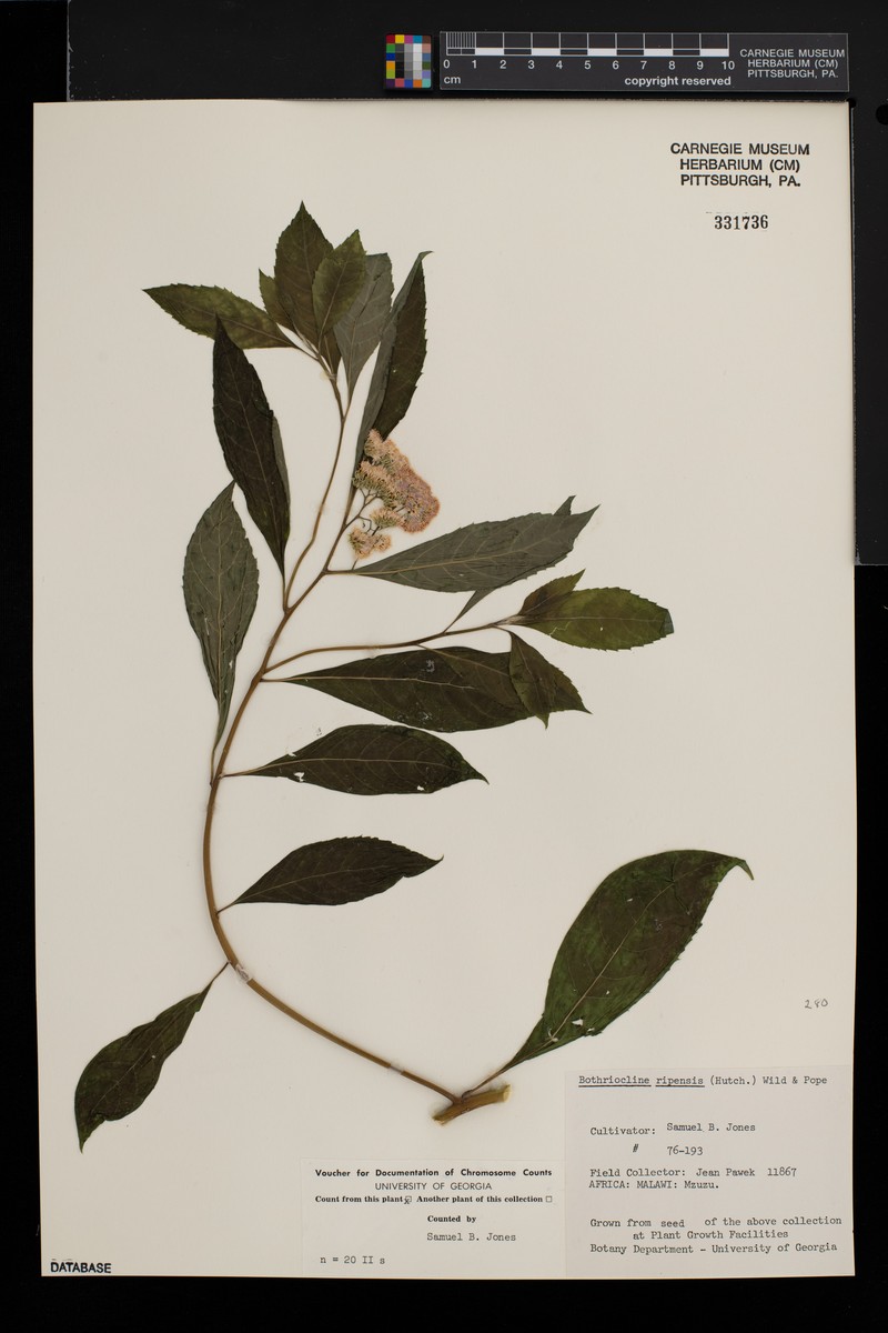 Bothriocline ripensis photo 2