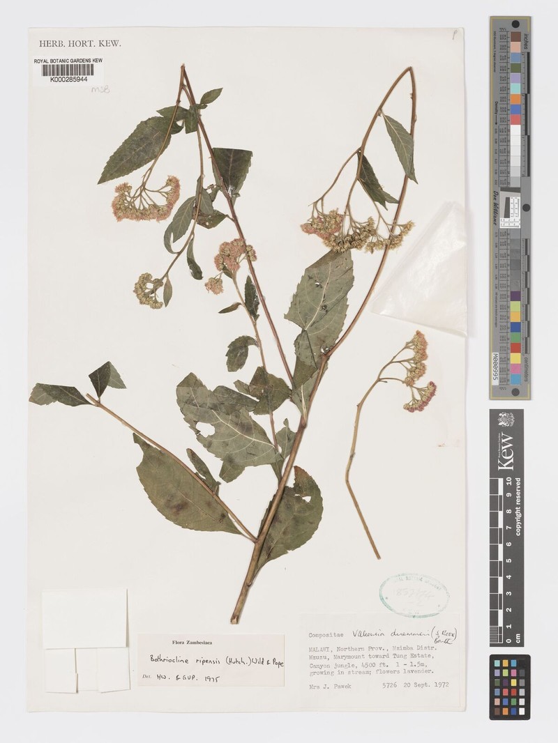 Bothriocline ripensis photo 3