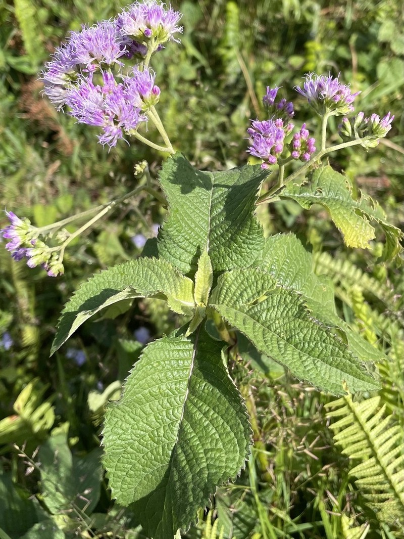 Bothriocline ruwenzoriensis photo 2