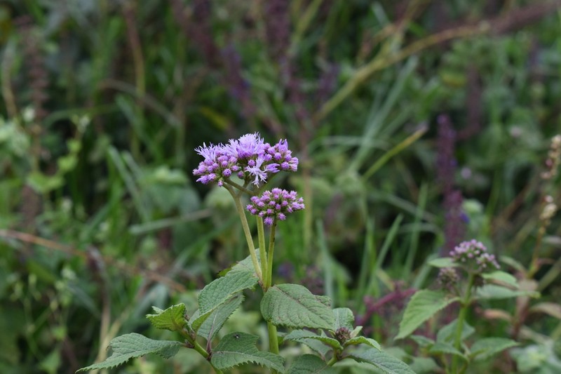 Bothriocline ruwenzoriensis photo 3