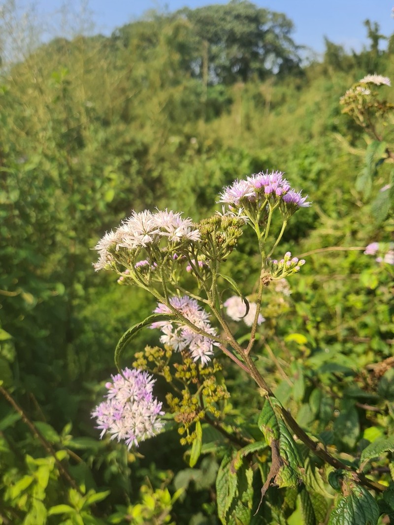 Bothriocline ruwenzoriensis photo 4